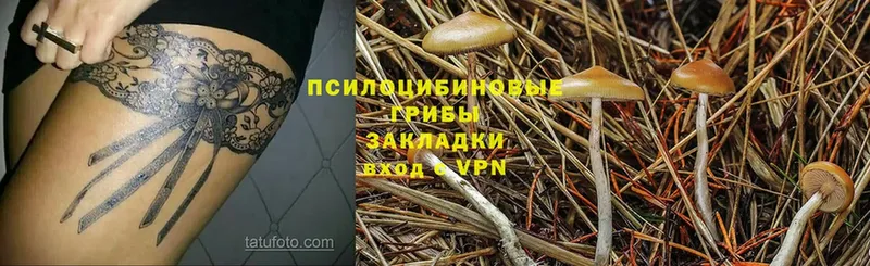 Галлюциногенные грибы Psilocybine cubensis  Верхнеуральск 